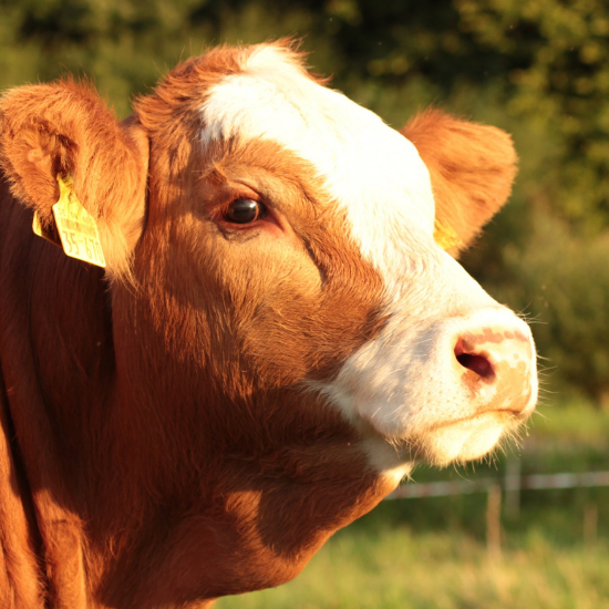 Ana Sayfa adsız tasarım (49)